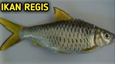 mancing ikan regis umpan ikan regis umpan ikan regis di sungai